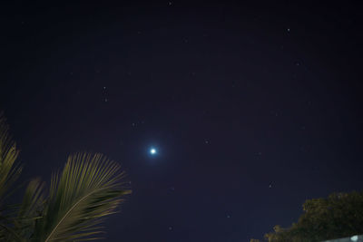 Low angle view of plants against sky at night