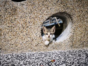 Portrait of cat sitting on wall