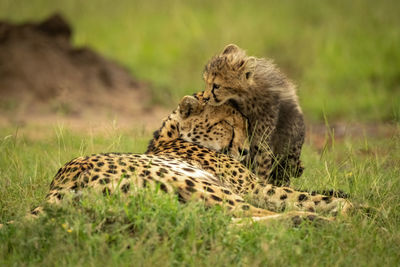 Cheetah cub leans on head of mother