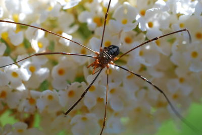 Close-up of insect on leaf