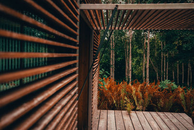 Trees in forest during autumn