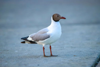 Close-up of seagull