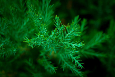 Close-up of fern