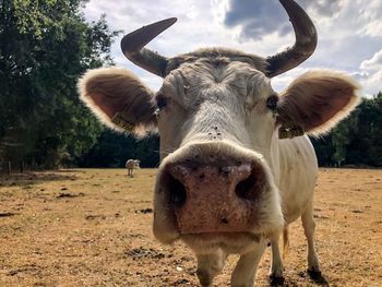 Cow head with horn 