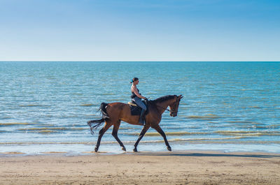 Dog riding horse on beach