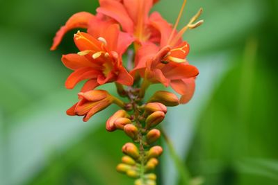 Close-up of red flower