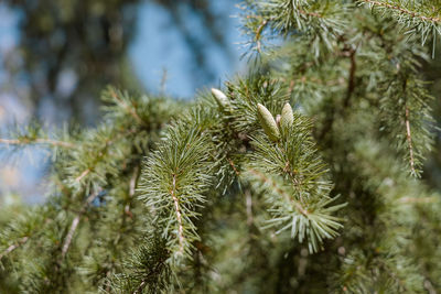 Close-up of pine tree
