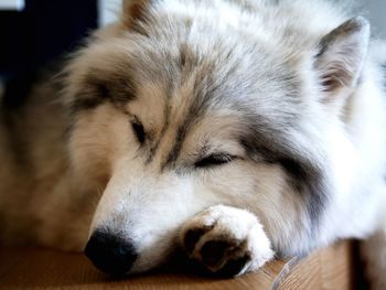 Close-up of dog sleeping