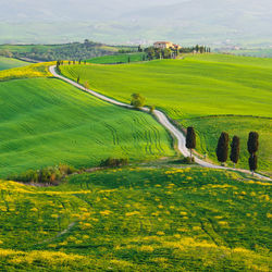 Scenic view of agricultural field