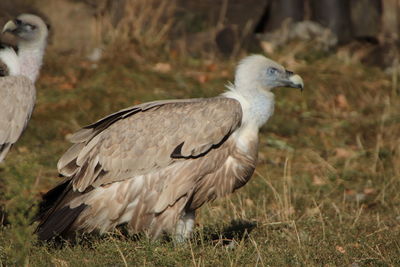 Close-up of a bird on field