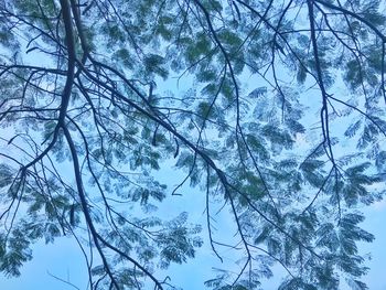 Low angle view of snow covered tree against sky