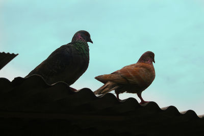 Low angle view of pigeons perching on roof