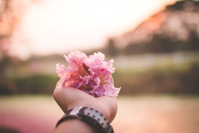 Close-up of hand holding pink flower