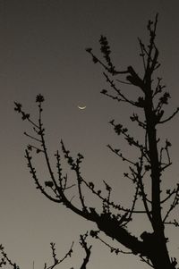 Low angle view of silhouette tree against sky at night