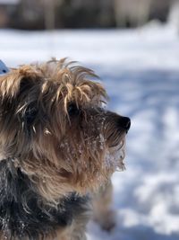 Close-up of a dog looking away