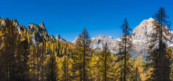 Panoramic view of pine trees in forest against clear blue sky