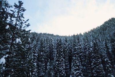 Pine trees in forest against sky during winter