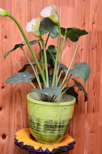 Close-up of potted plant on table