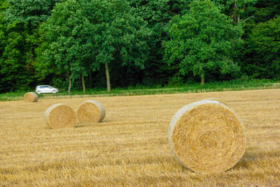 Hay bales in wheat field