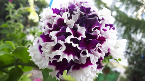 Close-up of purple flowering plants