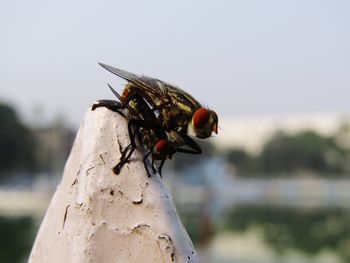 Close-up of fly on tree