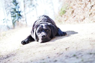 Portrait of black dog lying down