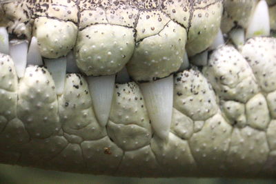 Close-up of ice cream