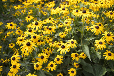 Close-up of yellow flowering plants