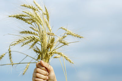 Low angle view of hand holding wheat against sky