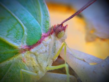 Close-up of insect on leaf