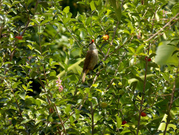 Low angle view of bird perching on tree