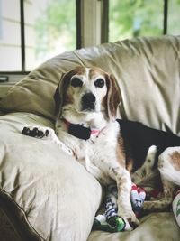 Close-up of dog sitting on sofa at home