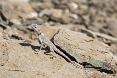 Lizard in his rocky habitat of the hajar mountains of the united arab emirates
