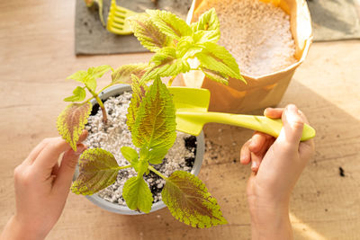 Hands with garden scoop close up caring for houseplant coleus.