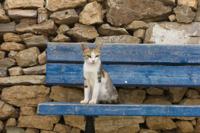 Portrait of cat sitting on stone wall , greece 