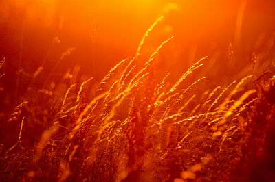 Close-up of illuminated plants at night