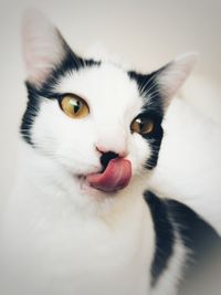 Close-up portrait of white cat