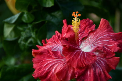 Close-up of red hibiscus flower