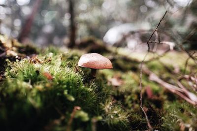 Close-up of mushrooms