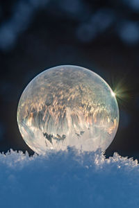 Close-up of jellyfish against sky