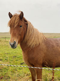 mammal