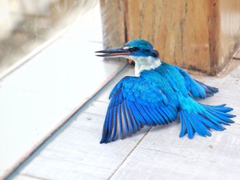 Close-up of collared kingfisher