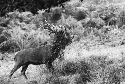 Side view of stag in the wild