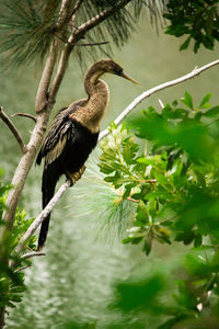 Close-up of bird perching on tree