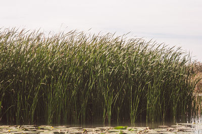 Scenic view of lake against clear sky