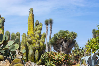 Low angle view of cactus plants against sky