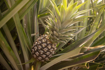 Close-up of pineapple