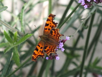 High angle view of comma butterfly on buddleia