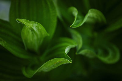 Full frame shot of fresh green plant