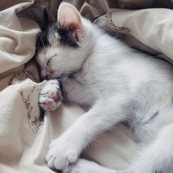 Close-up of cat sleeping on bed